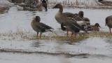 Greater White-fronted Geese among Taiga Bean Geese
