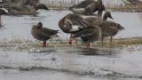 Greater White-fronted Geese among Taiga Bean Geese