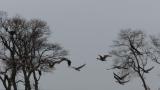 Taiga Bean Geese in flight