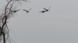 Taiga Bean Geese in flight and landing