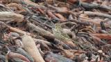 Foraging Meadow Pipit