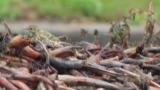 Foraging Meadow Pipit