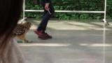 Eurasian Eagle-owl, walking (bird show)