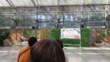 Eurasian Eagle-owl, flight show