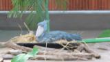 Sitting Shoebill