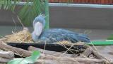 Shoebill stood up