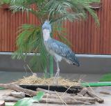 Shoebill, walking and feeding