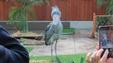 Shoebill, slow walking