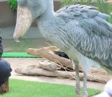 Shoebill, feeding