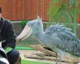 Shoebill, feeding