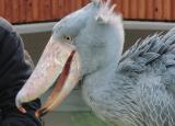 Shoebill, feeding