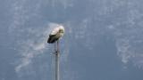 Oriental Stork resting on a pole