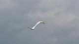 Flying Tundra Swans