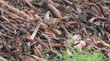 Foraging Common Reed Bunting