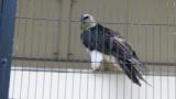 Bearded Vulture, preening