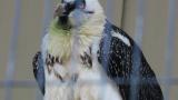 Bearded Vulture