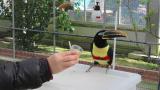 Feeding Chestnut-eared Aracari
