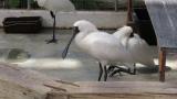 Black-faced Spoonbills