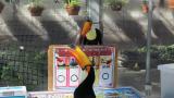 Toco Toucans