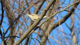 Foraging Lesser Whitethroat