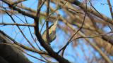 Foraging Lesser Whitethroat