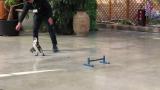 African Penguin, jumping (bird show)