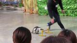 African Penguin, jumping (bird show)