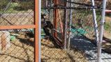 Juvenile Secretarybird moving in cage