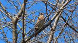 Perched Naumann's Thrush