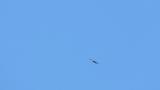 Soaring Grey-faced Buzzard