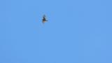 Soaring Grey-faced Buzzard