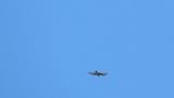 Grey-faced Buzzard in flight