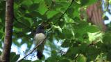 Blue-and-white Flycatcher, foraging