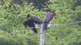 Jungle Crows, allopreening