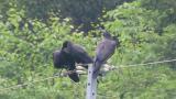 Jungle Crows, allopreening