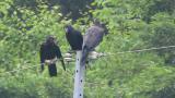 Jungle Crows, allopreening
