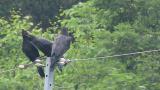 Jungle Crows, allopreening