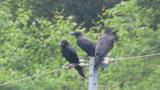Jungle Crows, allopreening and preening
