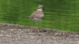 Long-billed Plover