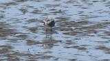 Laughing Gull