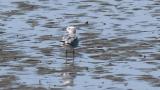 Laughing Gull