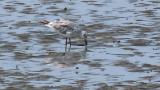 Laughing Gull, walking and foraging
