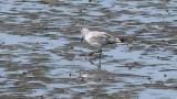 Laughing Gull, walking and foraging