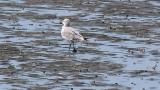 Laughing Gull, rapid walking