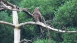 Perched Black Kite (hot!)