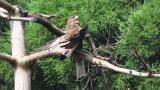 Black Kite, sun-bathing