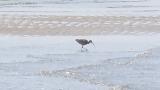Foraging Whimbrel, also scratching