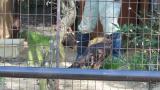 Crested Honey Buzzard in Himeji City Zoo, feeding time