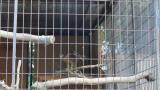 Crested Honey Buzzard in Himeji City Zoo, flight to the fence and touched down