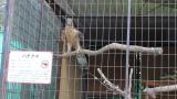 Crested Honey Buzzard in Himeji City Zoo, flight to the fence and touched down